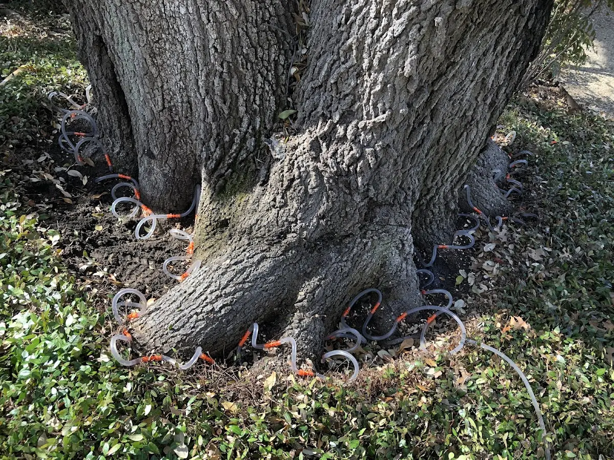 Detailed Shrub and Hedge Trimming job site in Haslet