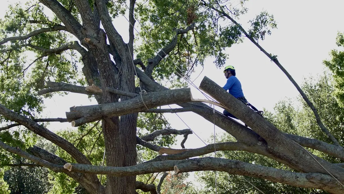 Professional Crown Thinning performed by certified arborists in Haslet