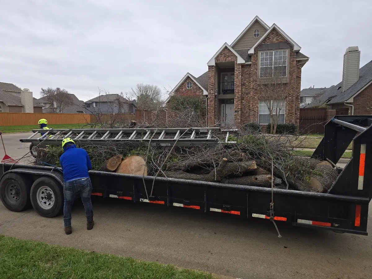 Expert Tree Removal with proper safety equipment in Haslet